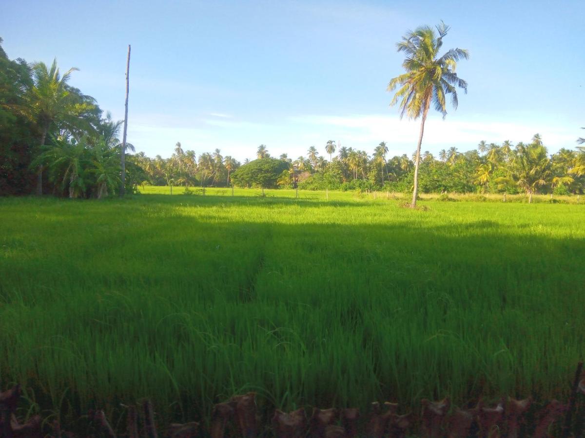 Coconut Island Yala Safari Place Tissamaharama Exterior foto